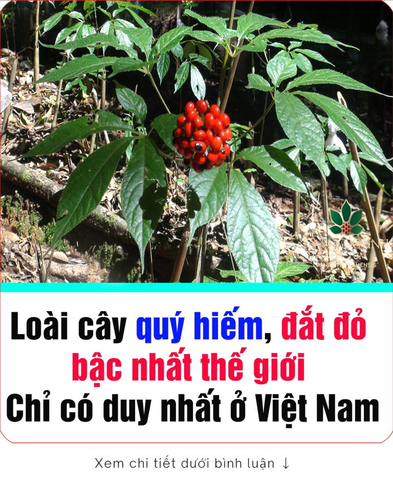 Loài cây quý hiếm, đ:ắt đỏ bậc nhất thế giới, chỉ có duy nhất ở Việt Nam