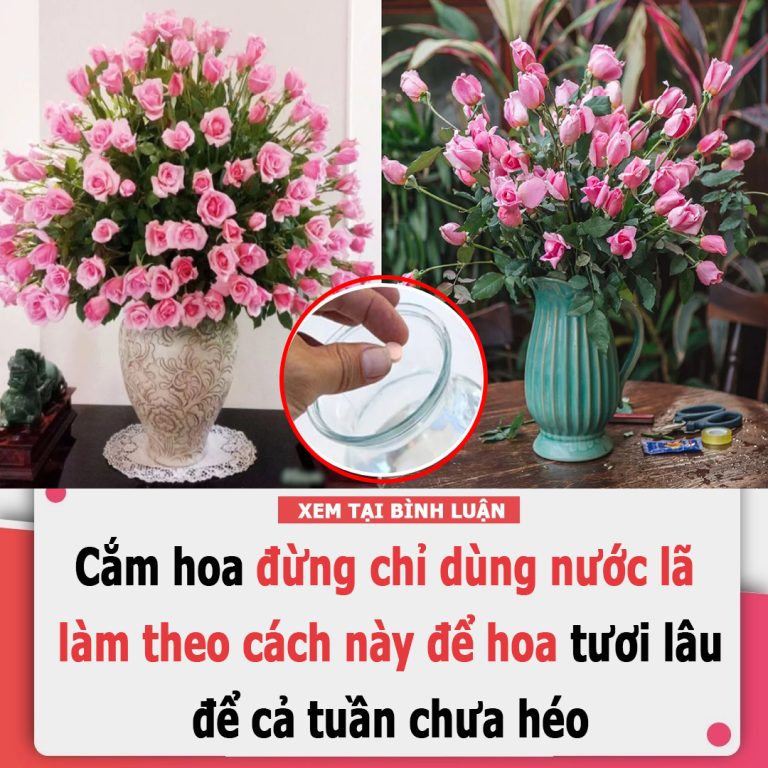 Cắm hoa đừng chỉ dùng nước lã, làm theo cách này để hoa tươi lâu, để cả tuần chưa héo