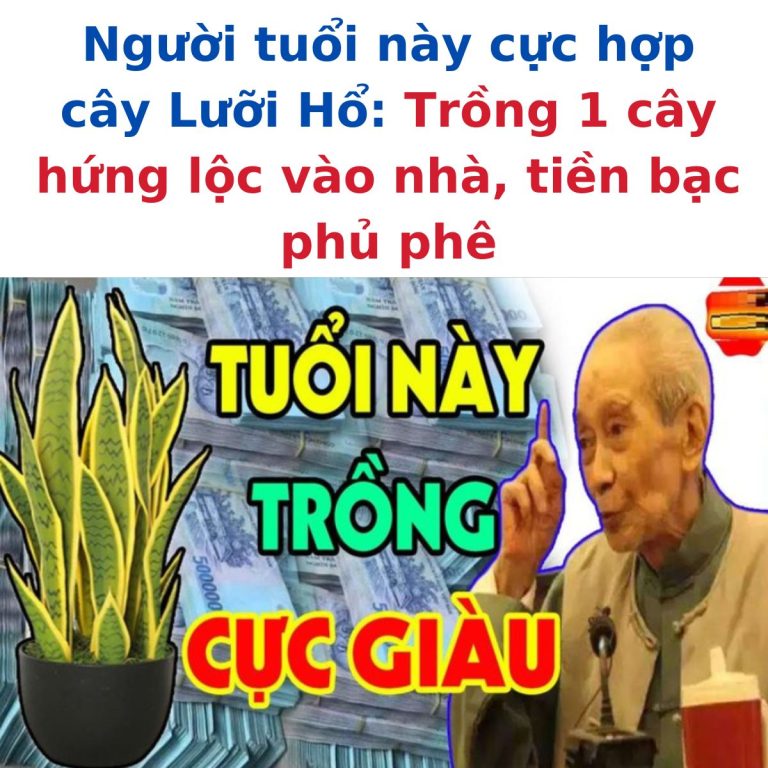 Người tuổi này cực hợp cây Lưỡi Hổ: Trồng 1 cây hứng lộc vào nhà, tiền bạc phủ phê