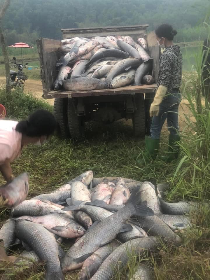 2 vợ chồng cùng làm chủ một trang trại chăn nuôi chủ yếu là cá. Những năm được mùa, vợ chồng tôi thu bộn tiền nhờ mát tay chăm cá. Năm vừa rồi, tôi phát hiện vợ đang ng-oại tình với 1 thanh niên làm trong trang trại. Chúng tôi ly thân vì chưa thể ra tòa giải quyết. 1 đêm vợ nói muốn về thăm con trai, tôi đồng ý. Nhưng hỡi ôi sáng hôm sau 5 tấn cá đã ch-ét sạch. Lúc kiểm tra mới biết sự thật……