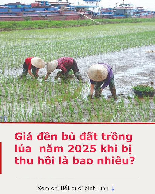 Giá đền bù đất trồng lúa năm 2025 là bao nhiêu?