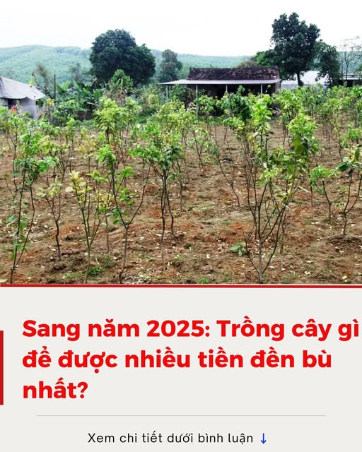 Trồng cây gì được đền bù cao nhất khi Nhà nước thu hồi đất?