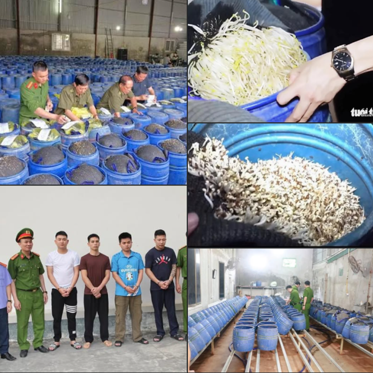 Bên trong xưởng sản xuất 3.500 tấn giá đỗ ‘ngậm’ hóa chất, đã được bán đi đâu