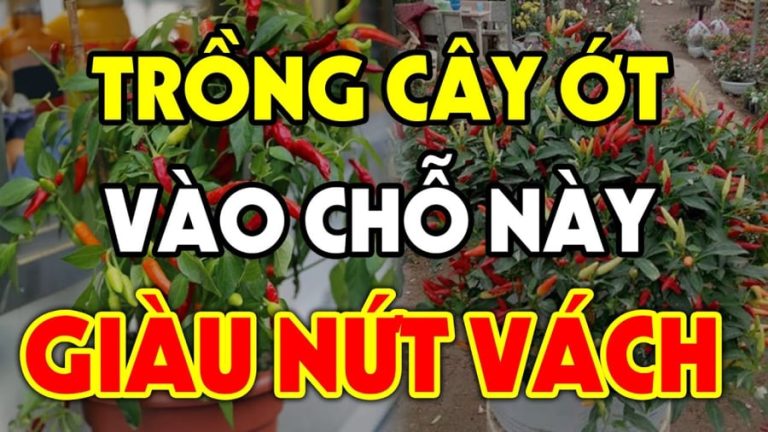 Trồng cây ớt ở vị trí này: Cầu tài đắc tài, cầu lộc được lộc gia chủ giàu lên trông thấy