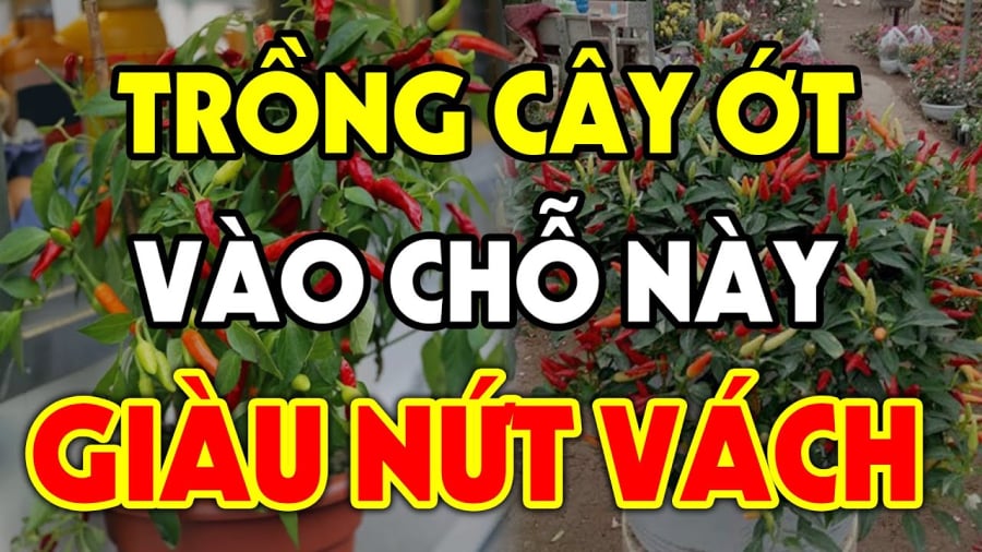 trong ot cho nay giau nut vach