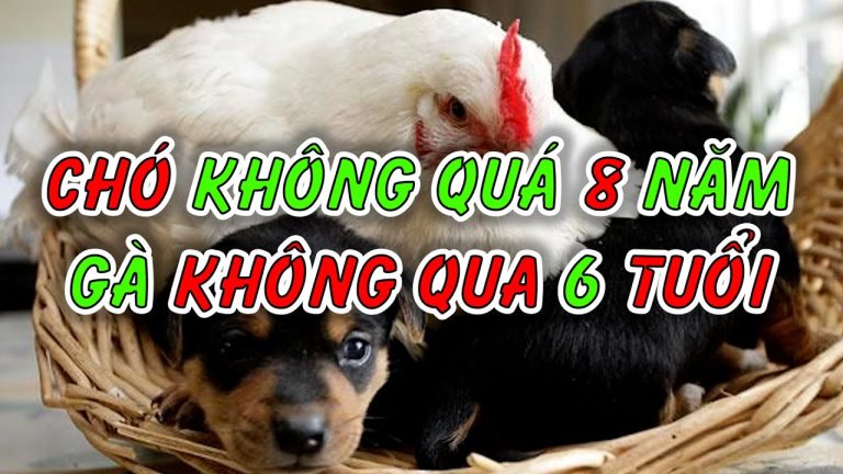 Tại sao các cụ dặn: Nuôi chó không quá 8 năm, gà không nuôi quá 6 năm?