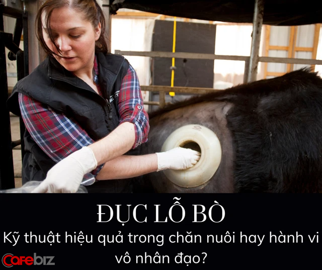 Vì sao trong các trang trại, các con bò đều bị đục lỗ và vẫn sống khỏe?